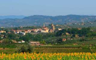 Zonnebloemen veld italie -Zakelijk italiaans leren.jpg